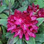 Rhododendron willemsianum